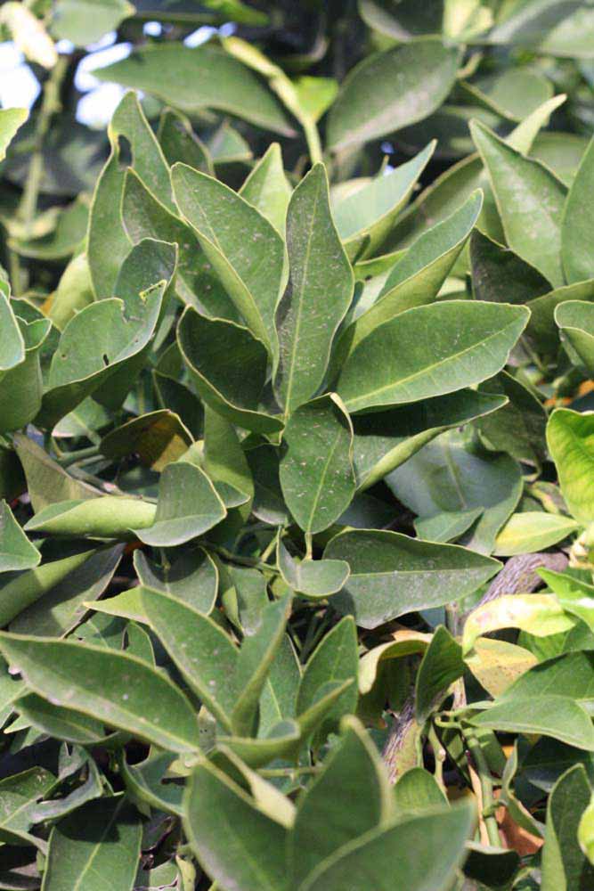            Sun leaves (Riverside, CA)   